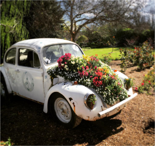 a classic beetle car with flowers in the bonnet