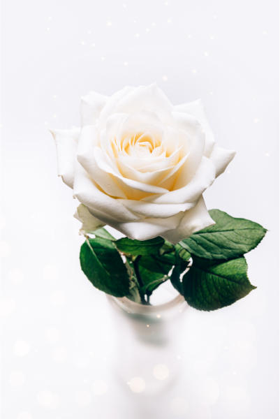 a beautiful white rose in a glass jar